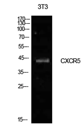 Blr1 rabbit pAb - image 1