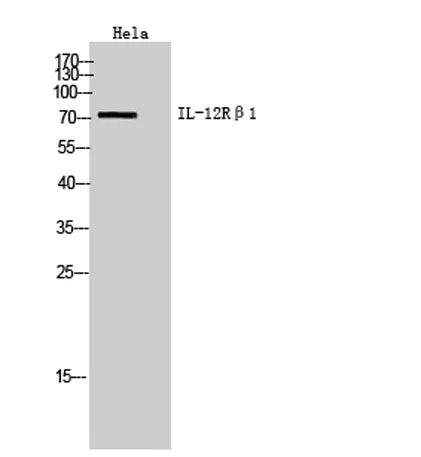 IL-12Rβ1 rabbit pAb - image 1