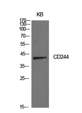CD244 rabbit pAb - image 1