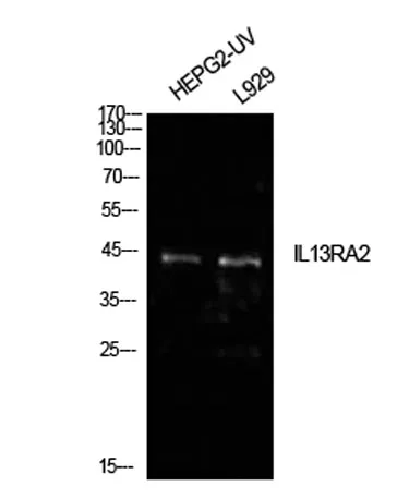 IL-13Rα2 rabbit pAb - image 1