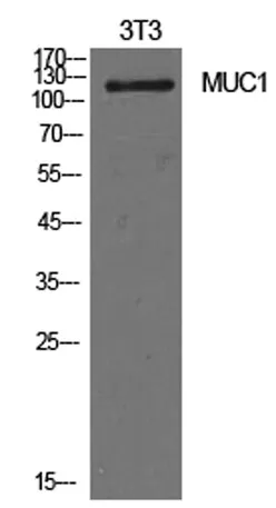 Mucin 1 rabbit pAb - image 1