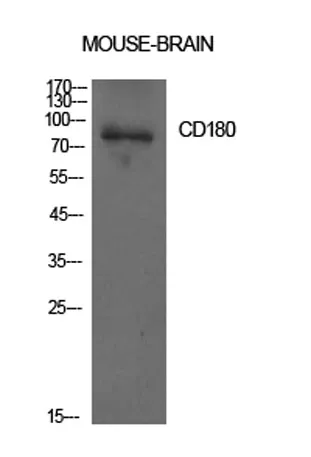 CD180 rabbit pAb - image 1