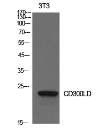 CD300d rabbit pAb - image 1