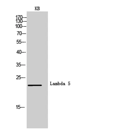Lambda 5 rabbit pAb - image 1