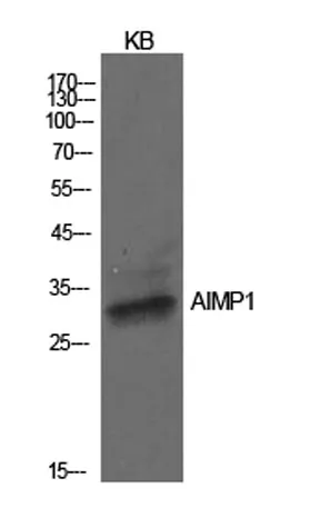 EMAP II rabbit pAb - image 1