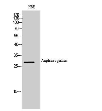 Amphiregulin rabbit pAb - image 1