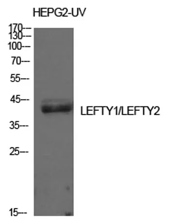 Lefty rabbit pAb - image 1