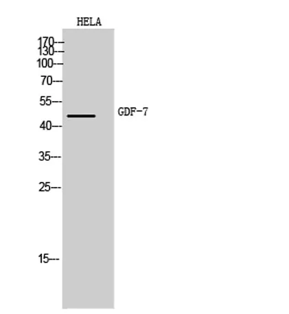 GDF-7 rabbit pAb - image 1