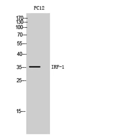 IRF-1 rabbit pAb - image 1