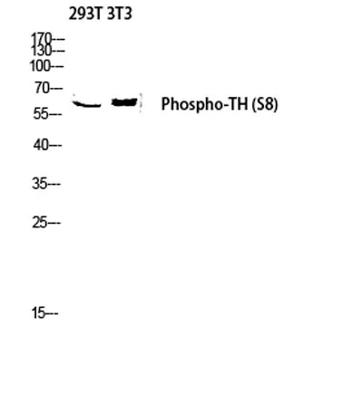 TH (phospho Ser8) rabbit pAb - image 1