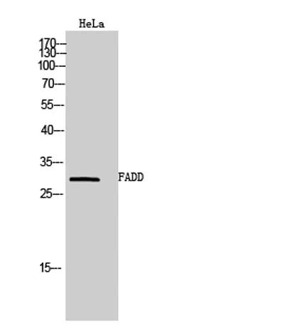 FADD rabbit pAb - image 1