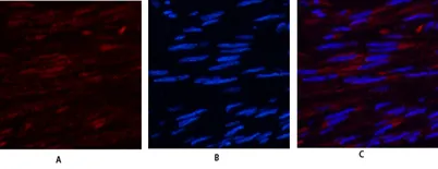 USP11 rabbit pAb - image 1