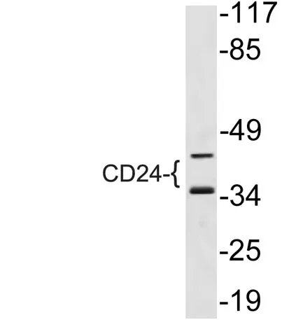 CD24 rabbit pAb - image 1