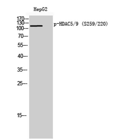 HDAC5/9 (phospho Ser259/220) rabbit pAb - image 1