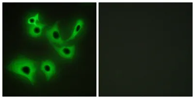 R-cadherin rabbit pAb - image 1