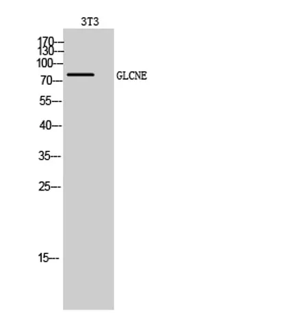 GLCNE rabbit pAb - image 1