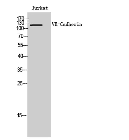VE-Cadherin rabbit pAb - image 1