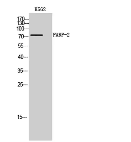 PARP-2 rabbit pAb - image 1
