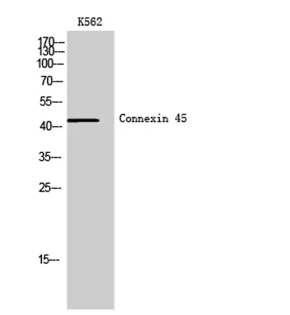 Connexin 45 rabbit pAb - image 1