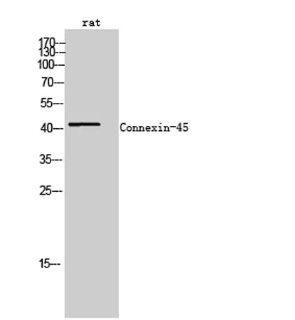 Connexin-45 rabbit pAb - image 1