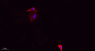 DRP1 (phospho Ser637) rabbit pAb - image 1