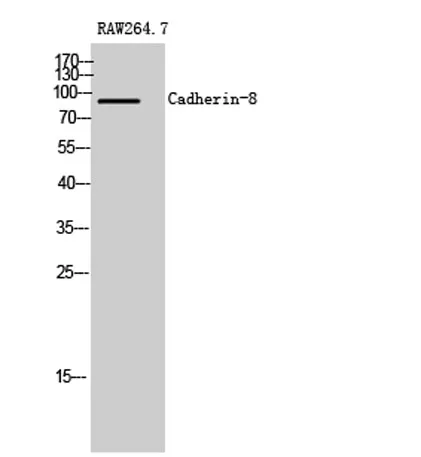 Cadherin-8 rabbit pAb - image 1