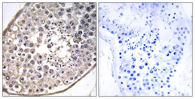 Dynein LC 4 rabbit pAb