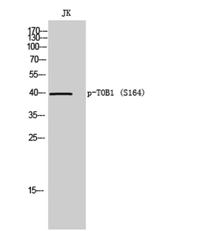 TOB1 (phospho Ser164) rabbit pAb - image 1