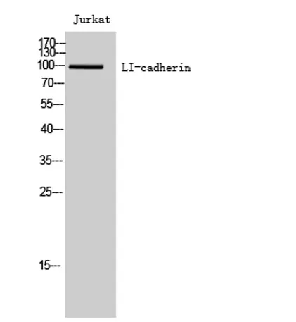 LI-cadherin rabbit pAb - image 1