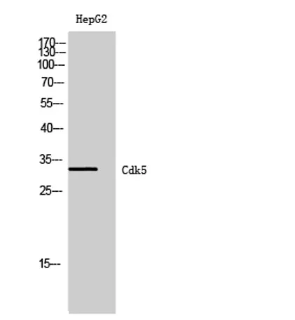 Cdk5 rabbit pAb - image 1