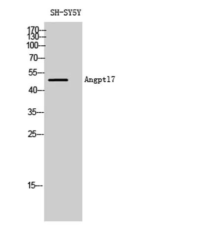 Angptl7 rabbit pAb - image 1