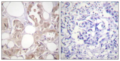 Cdk7 (phospho Thr170) rabbit pAb - image 1