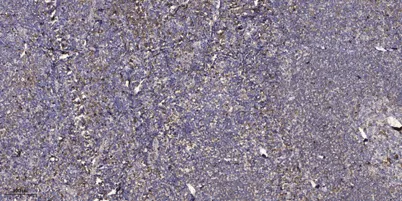 eIF1B rabbit pAb