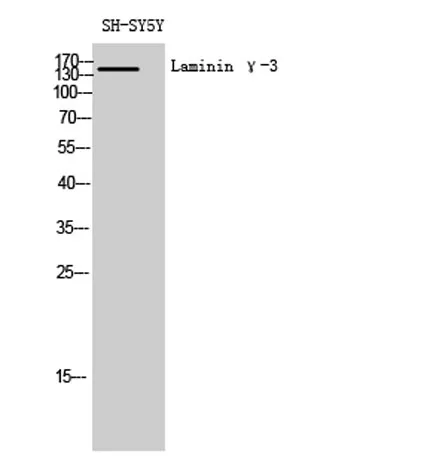 Laminin γ-3 rabbit pAb - image 1