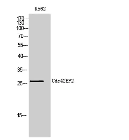 Cdc42EP2 rabbit pAb - image 1