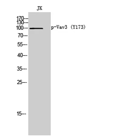 Vav3 (phospho Tyr173) rabbit pAb