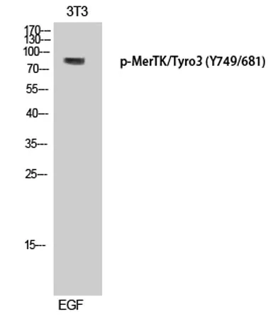 MerTK/Tyro3 (phospho Tyr749/681) rabbit pAb - image 1