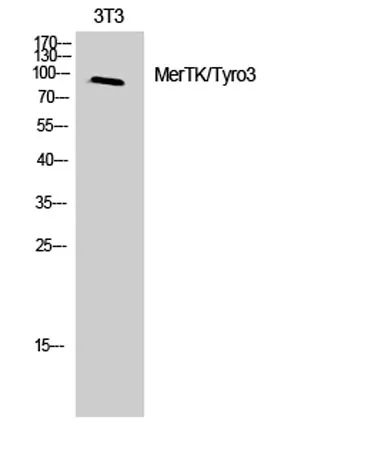 MerTK/Tyro3 rabbit pAb - image 1