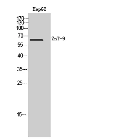 ZnT-9 rabbit pAb - image 1
