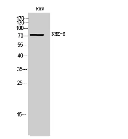 NHE-6 rabbit pAb - image 1