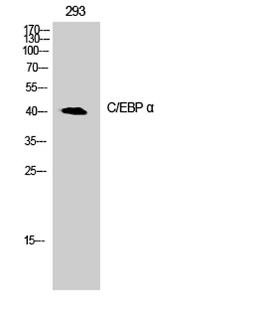 C/EBP α rabbit pAb - image 1