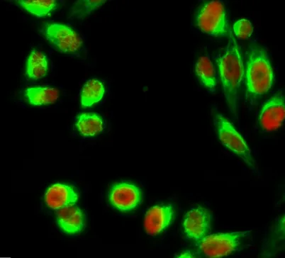 C/EBP β rabbit pAb - image 1