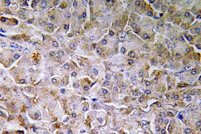 SEMA3C rabbit pAb - image 1
