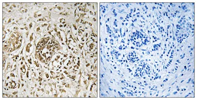 CIB2 rabbit pAb - image 1