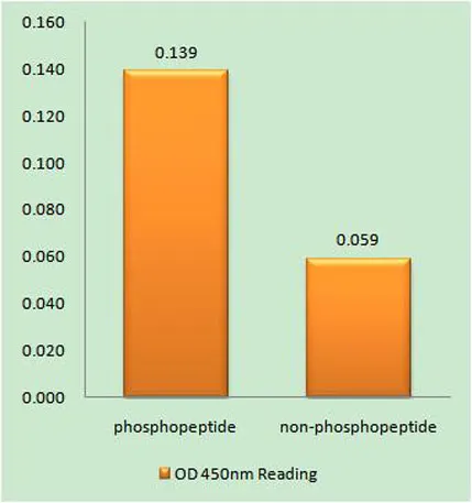 TIP60 (phospho Ser90) rabbit pAb - image 1