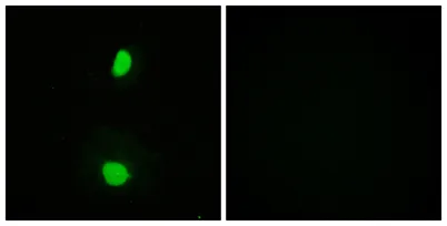 TIP60 rabbit pAb - image 1