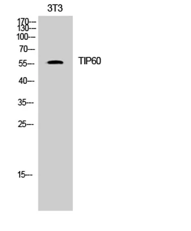 TIP60 rabbit pAb - image 1