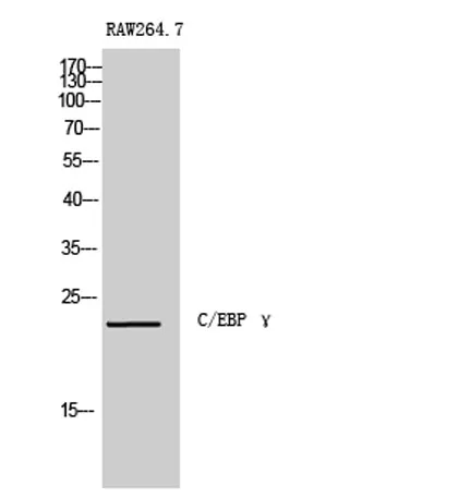 C/EBP γ rabbit pAb - image 1