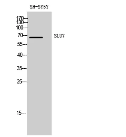 SLU7 rabbit pAb - image 1