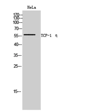TCP-1 η rabbit pAb - image 1